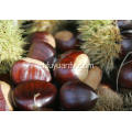 Dijual bersih Chestnut segar